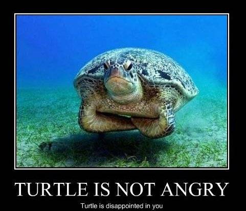   Random Ramblings: Season 2, Episode 5—TURTLE Turtle_is_not_angry_-_turtle_is_disappointed_in_you